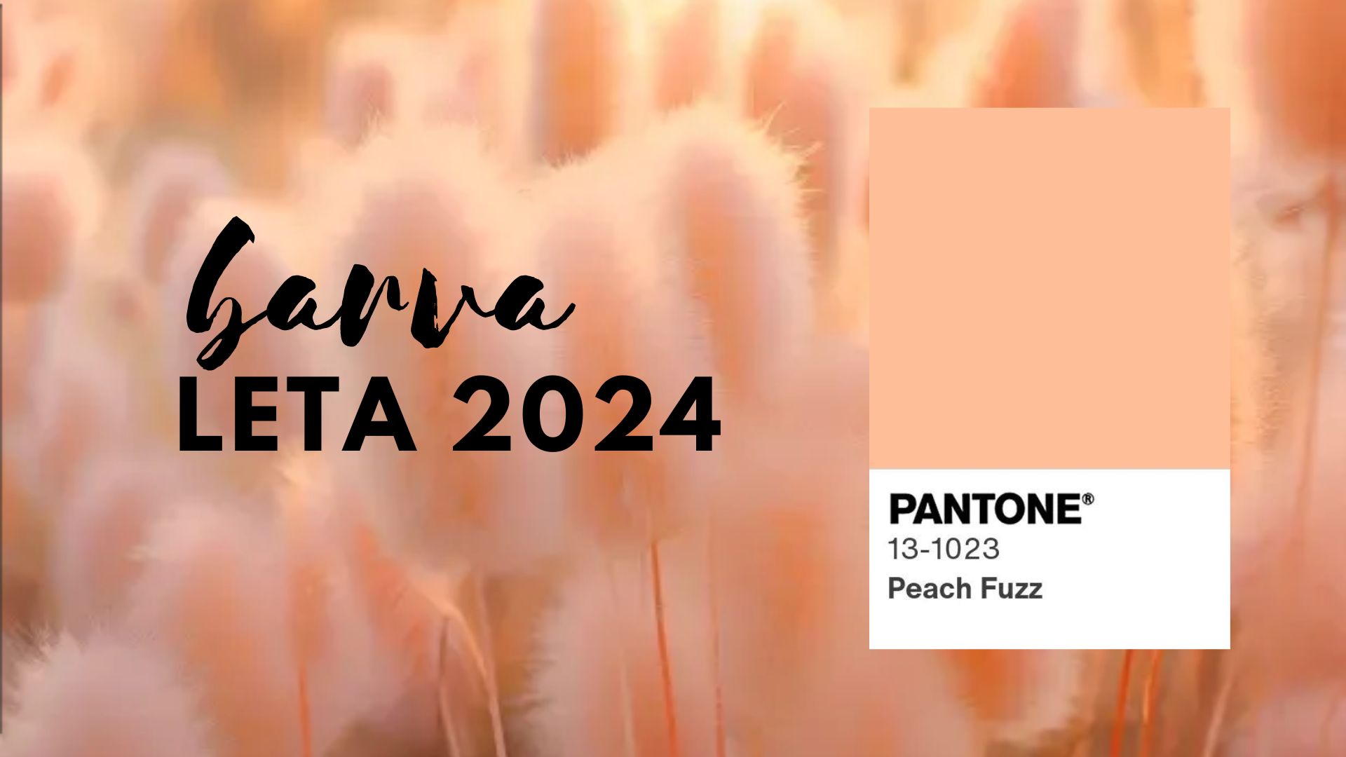 BARVA LETA 2024